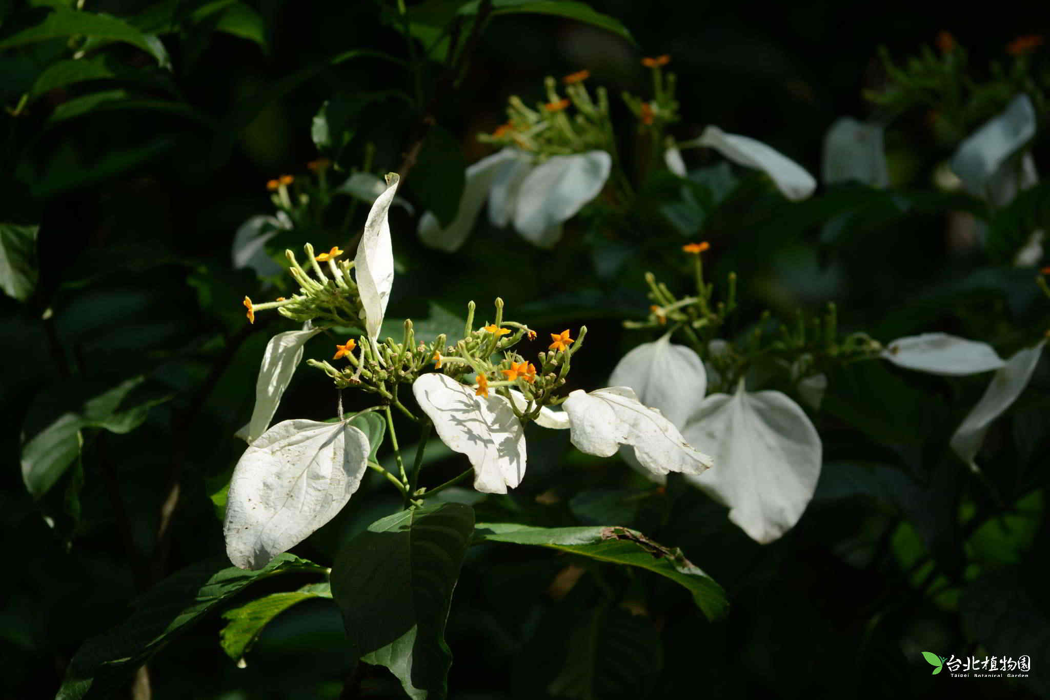 目前開花照片9