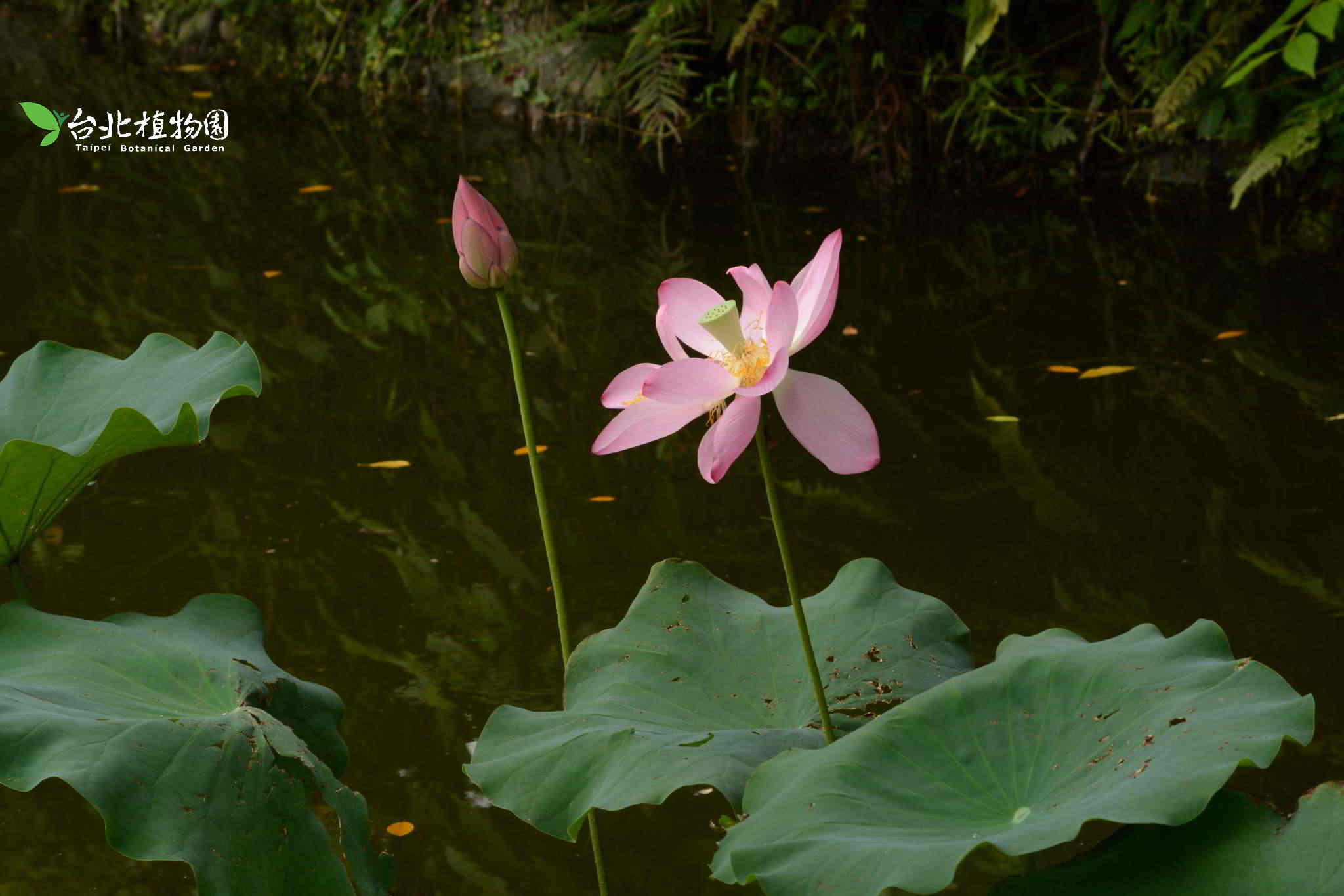 目前開花照片10
