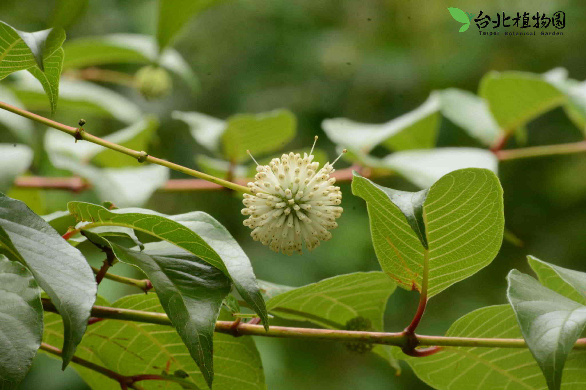 目前開花照片3