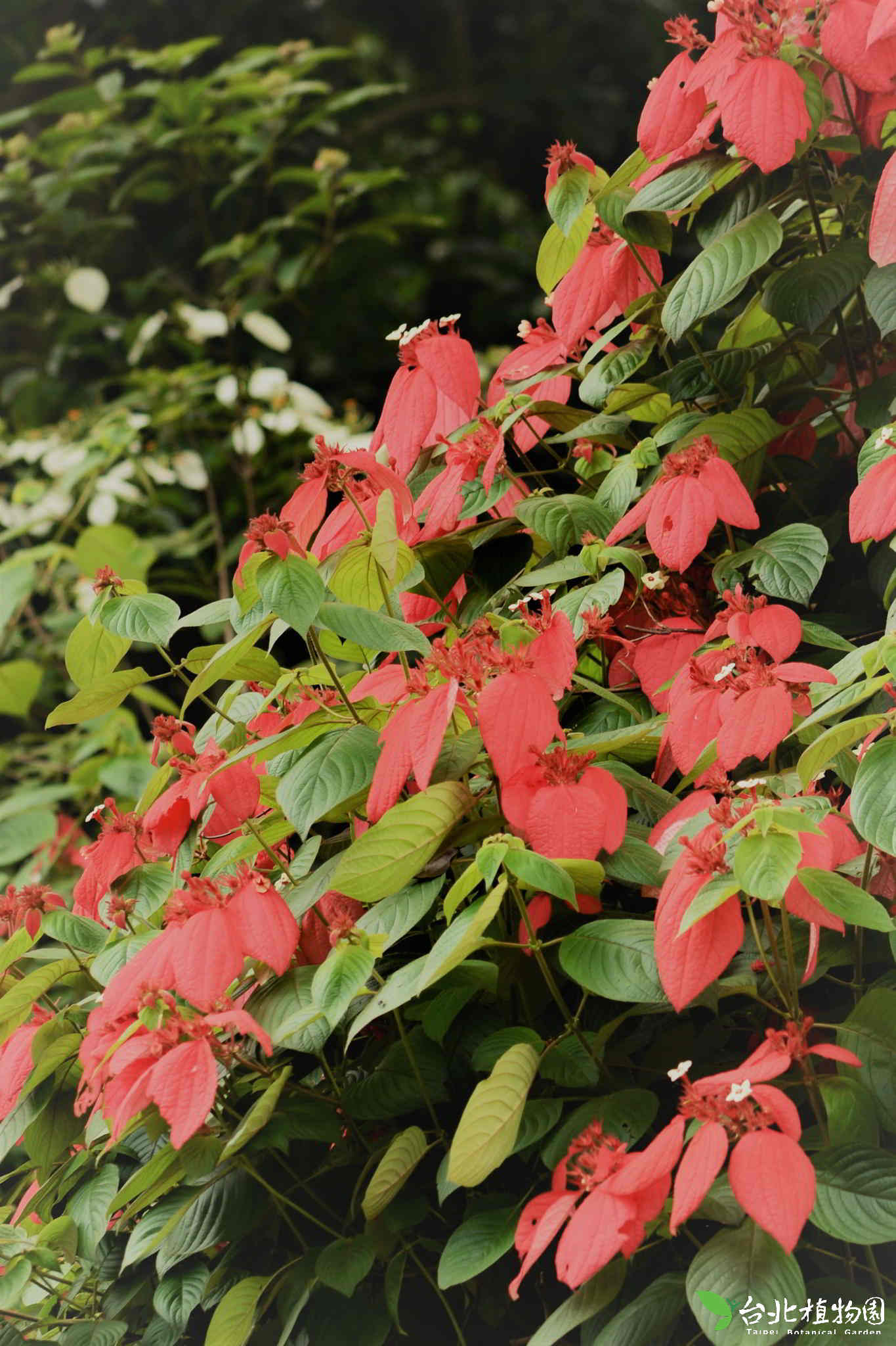 目前開花照片7