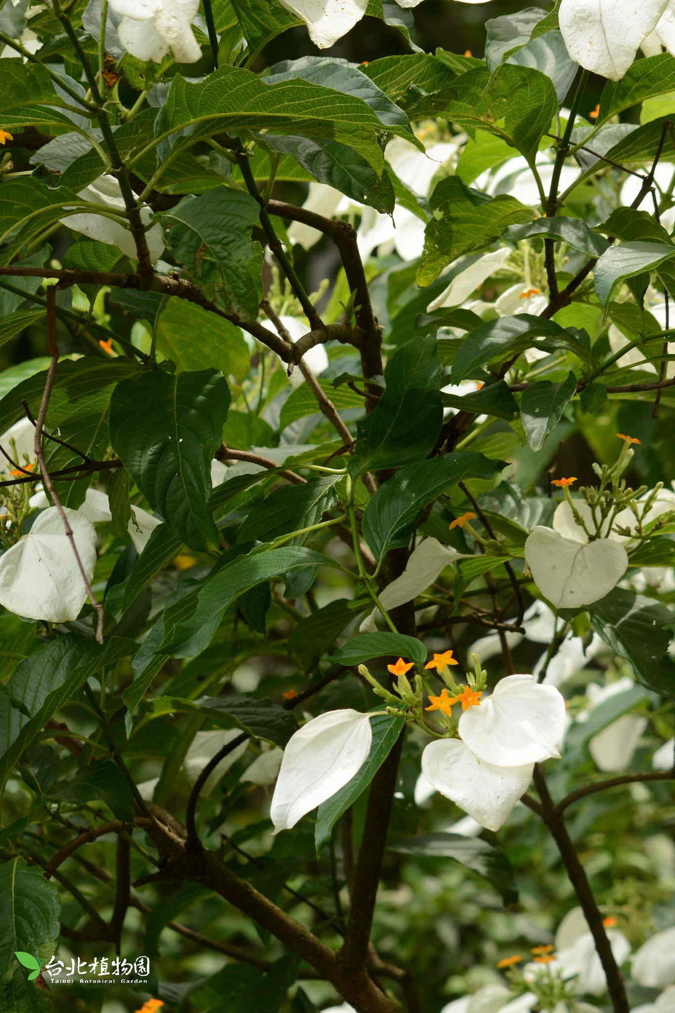 目前開花照片7