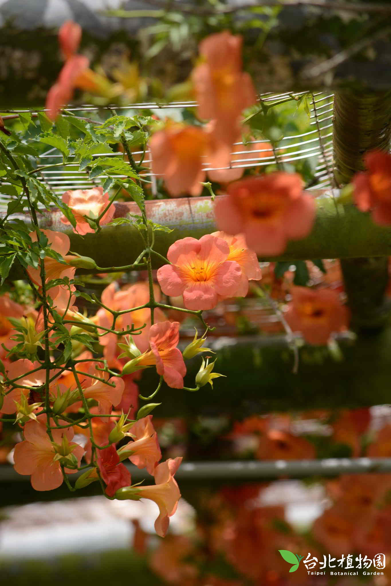 目前開花照片5