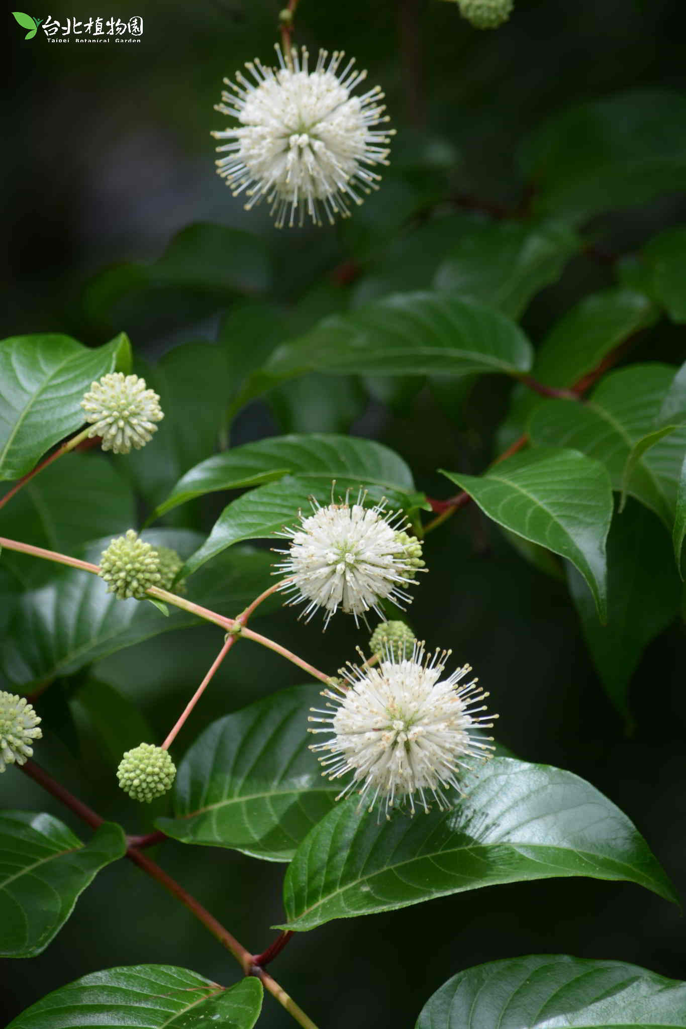 目前開花照片2