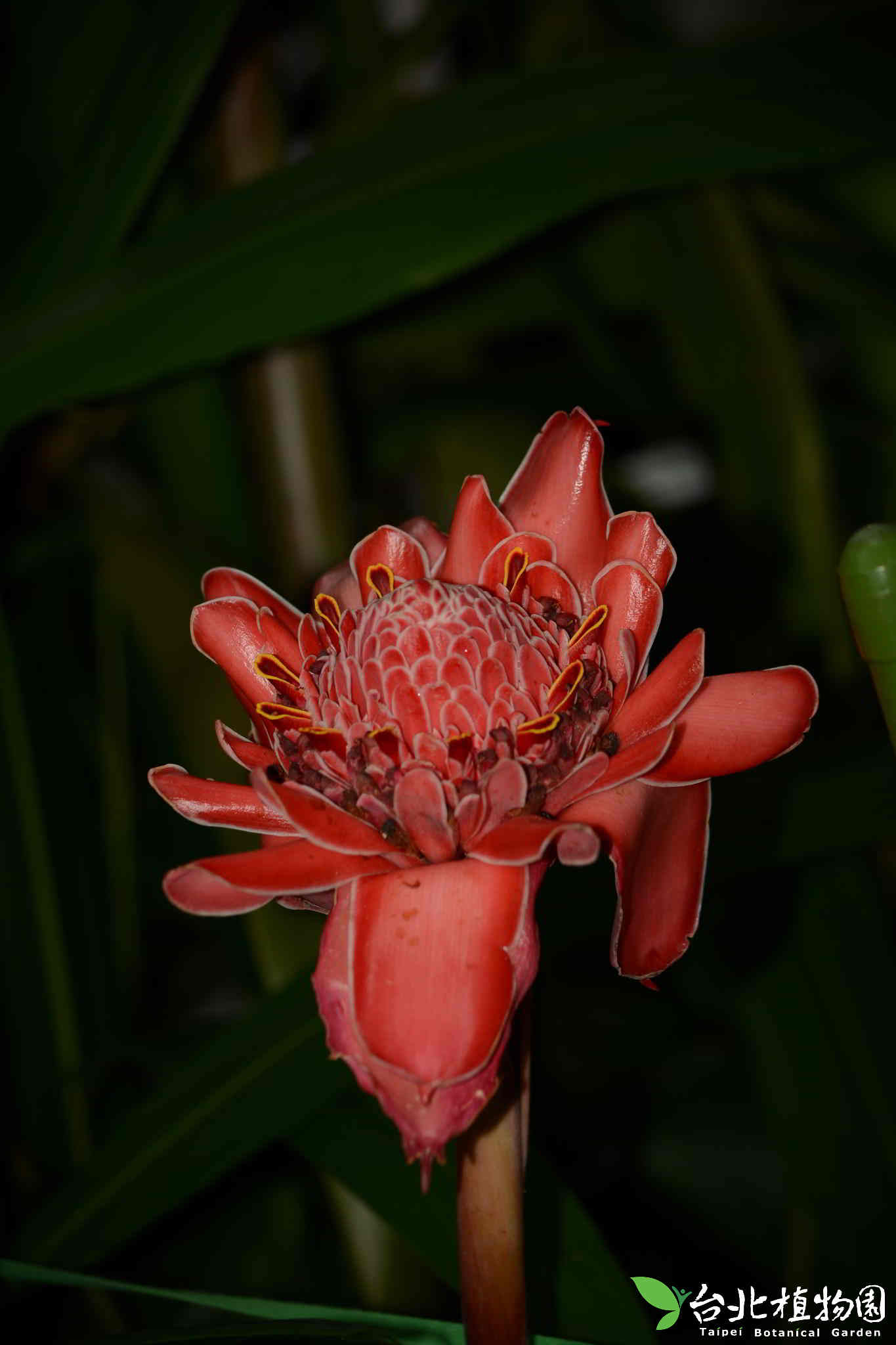 目前開花照片5