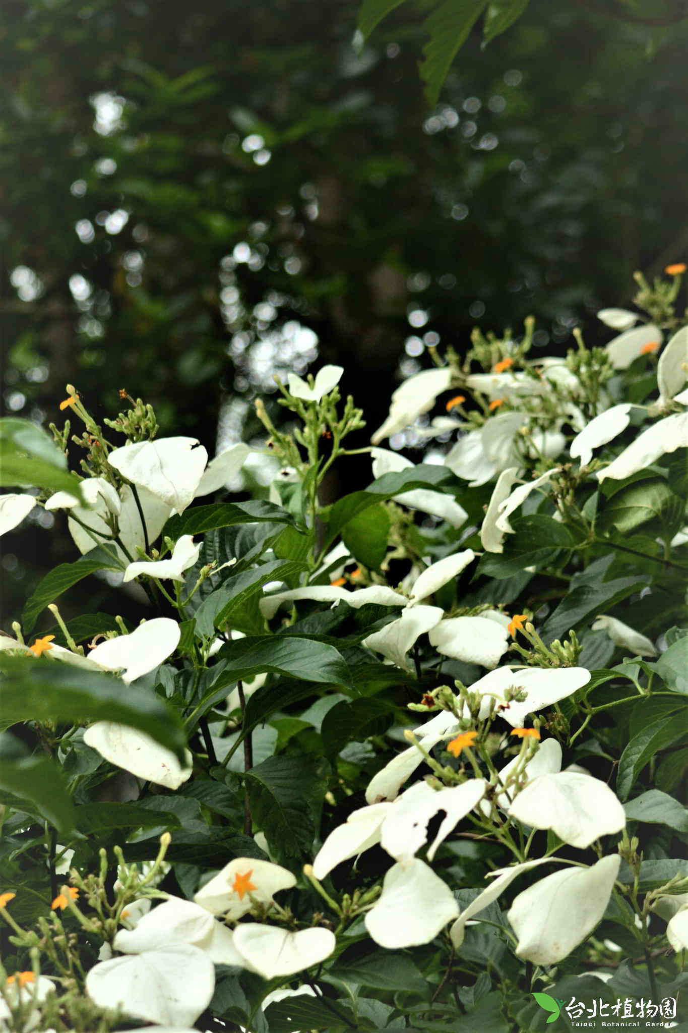 目前開花照片6