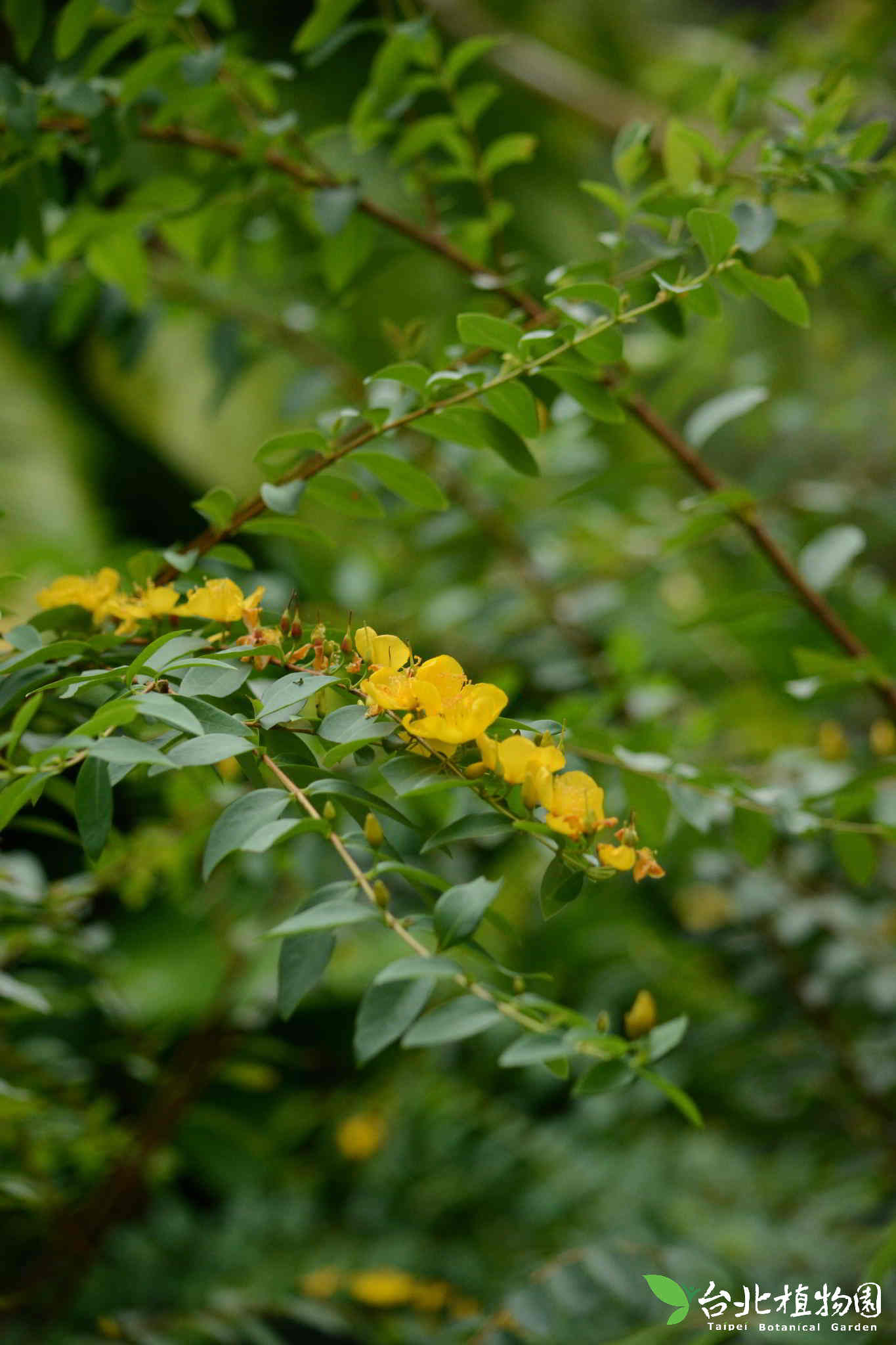 目前開花照片3