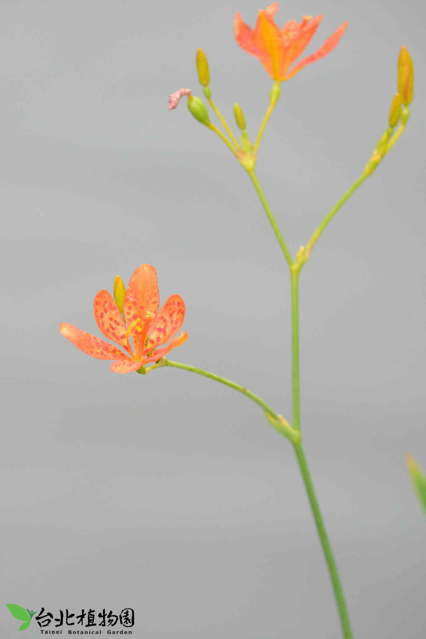 目前開花照片8