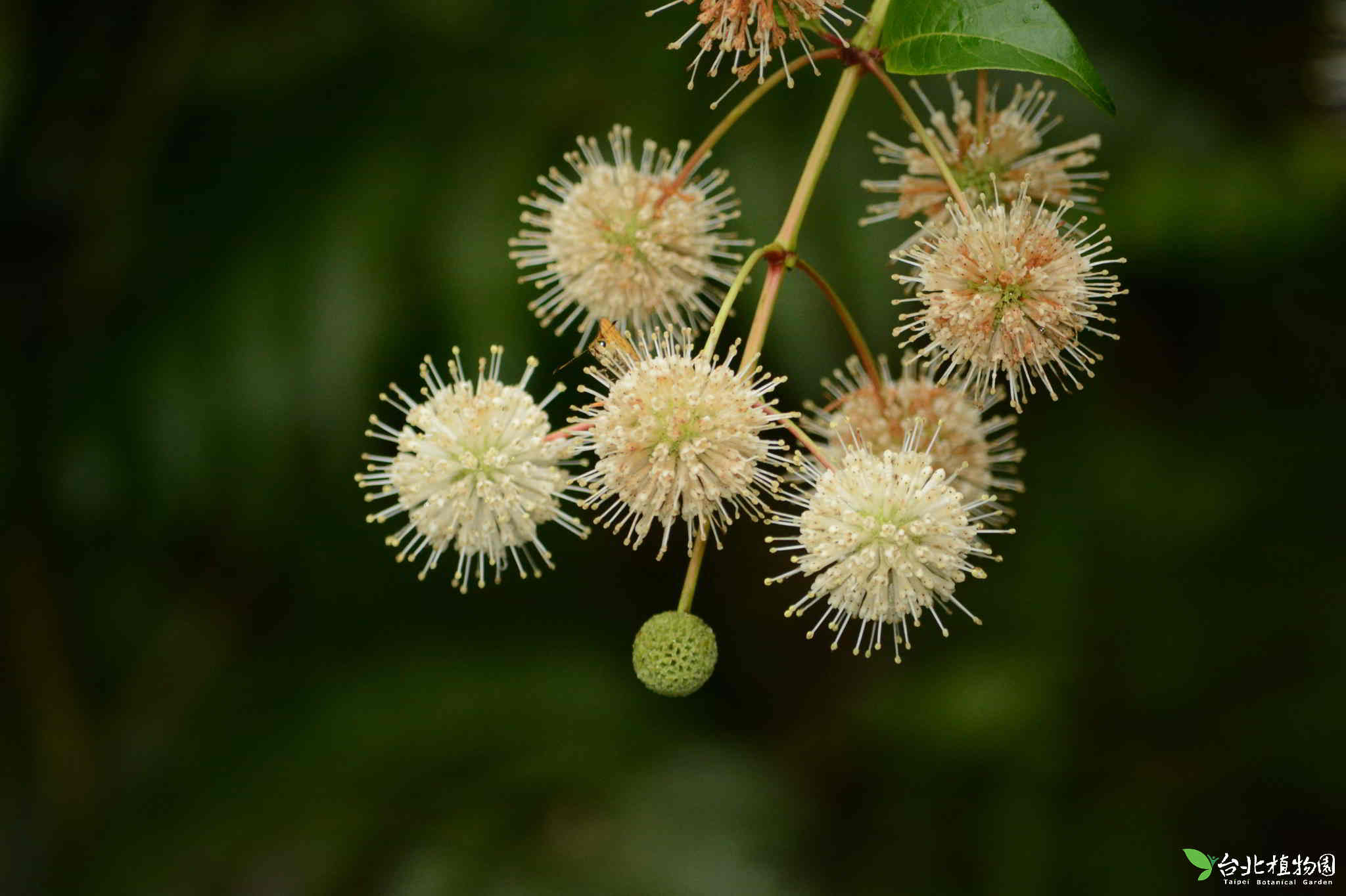 目前開花照片1