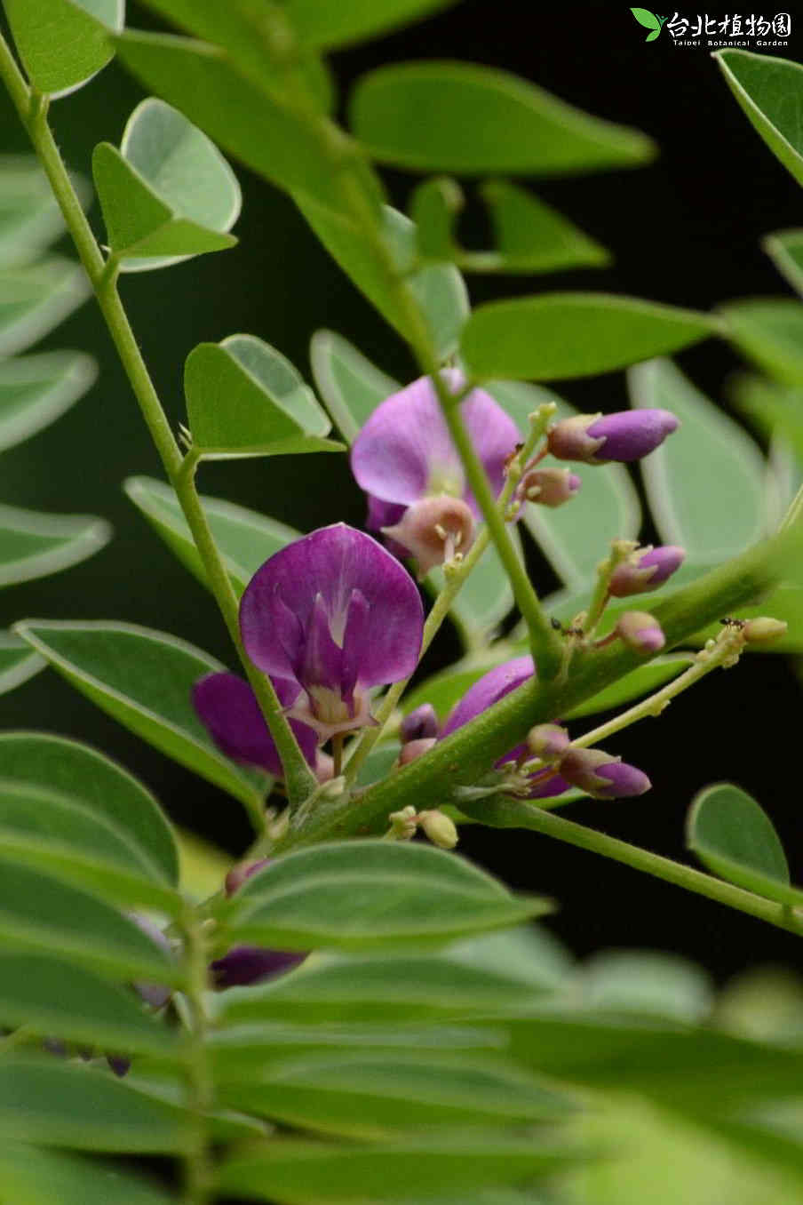 目前開花照片10