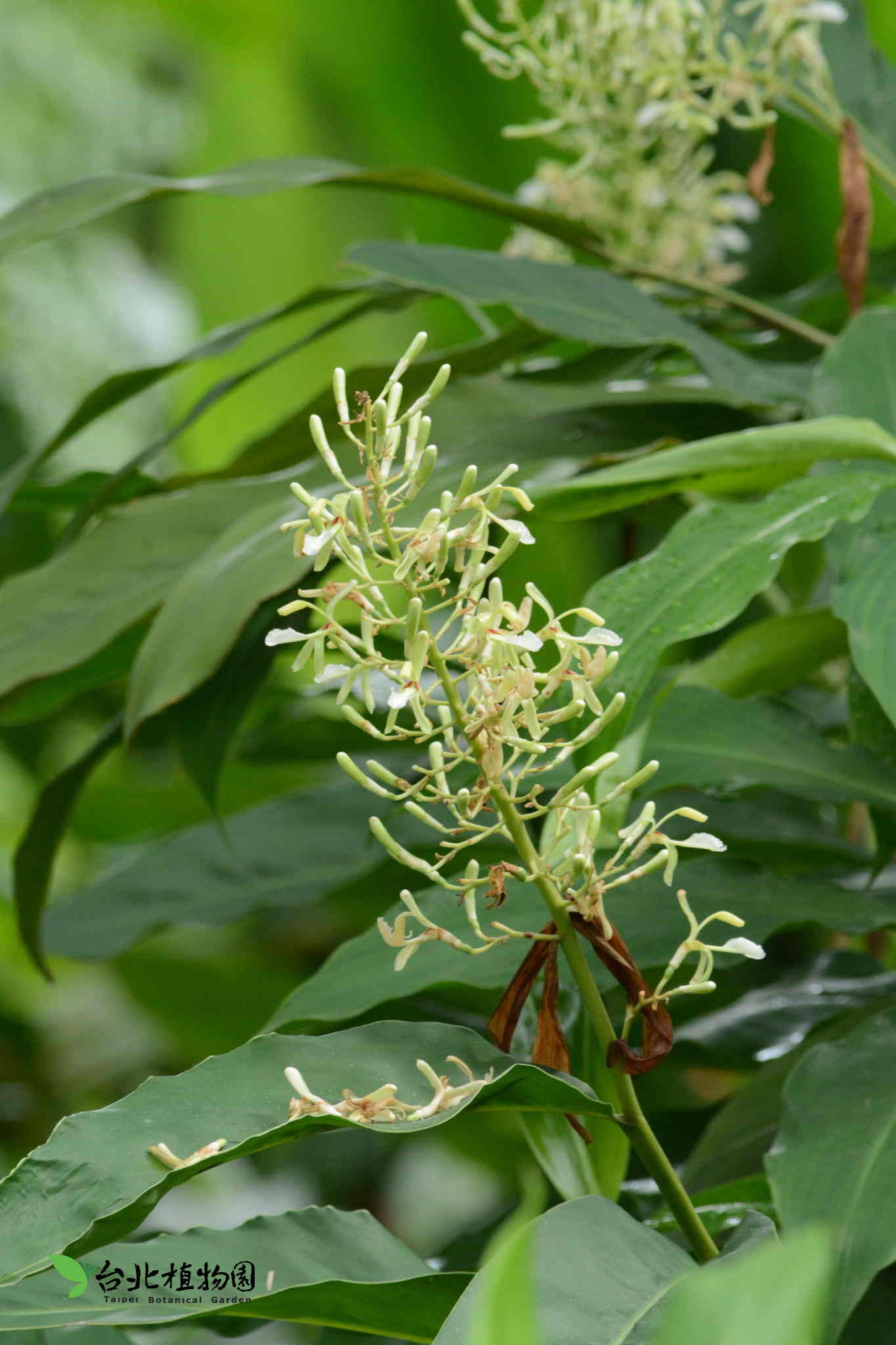 目前開花照片3