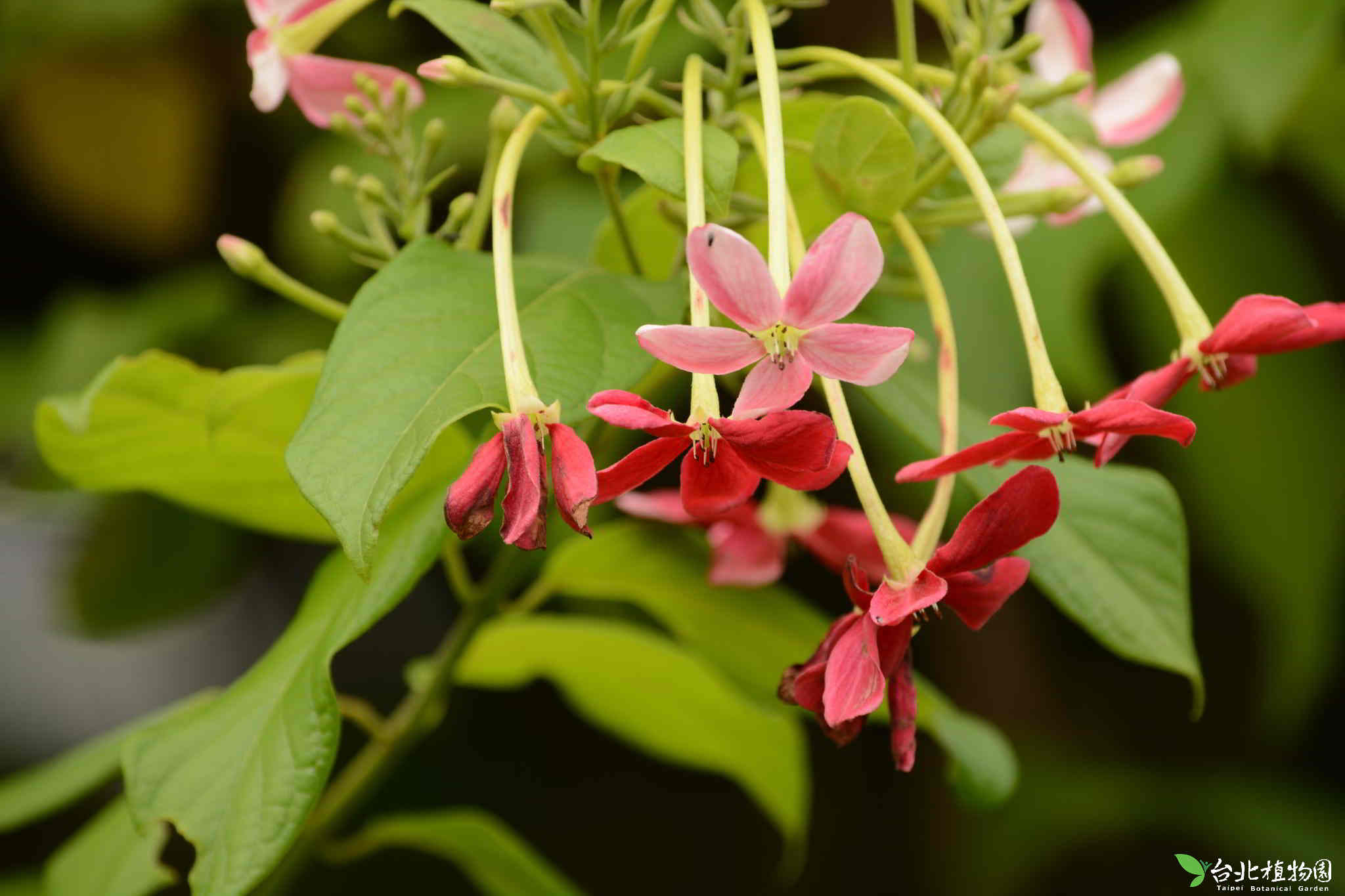 目前開花照片7