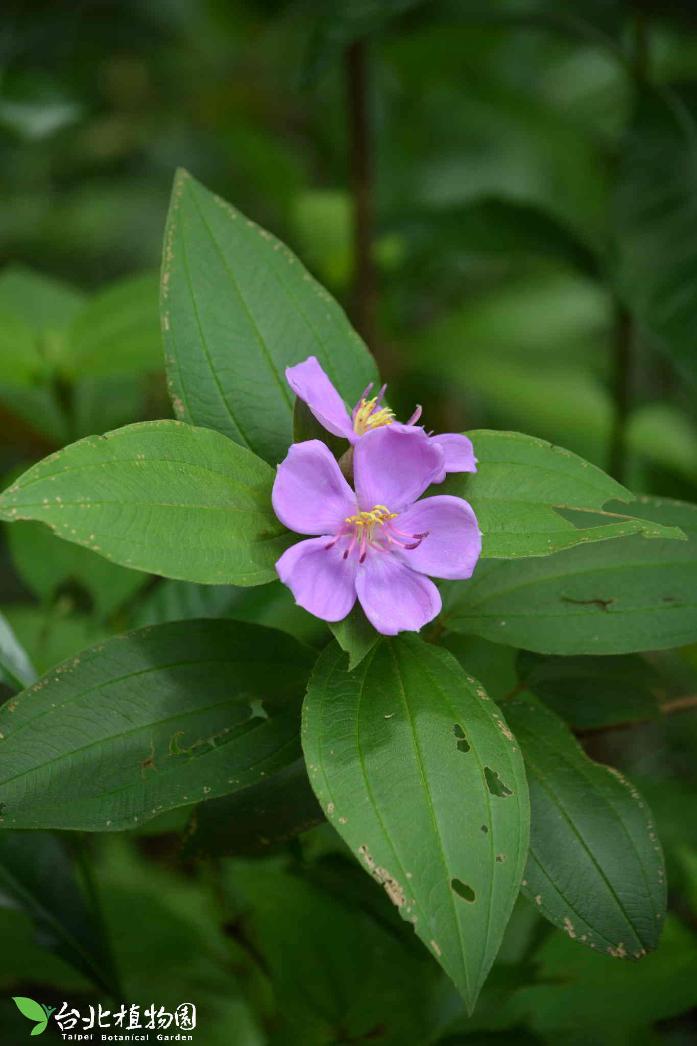 目前開花照片1