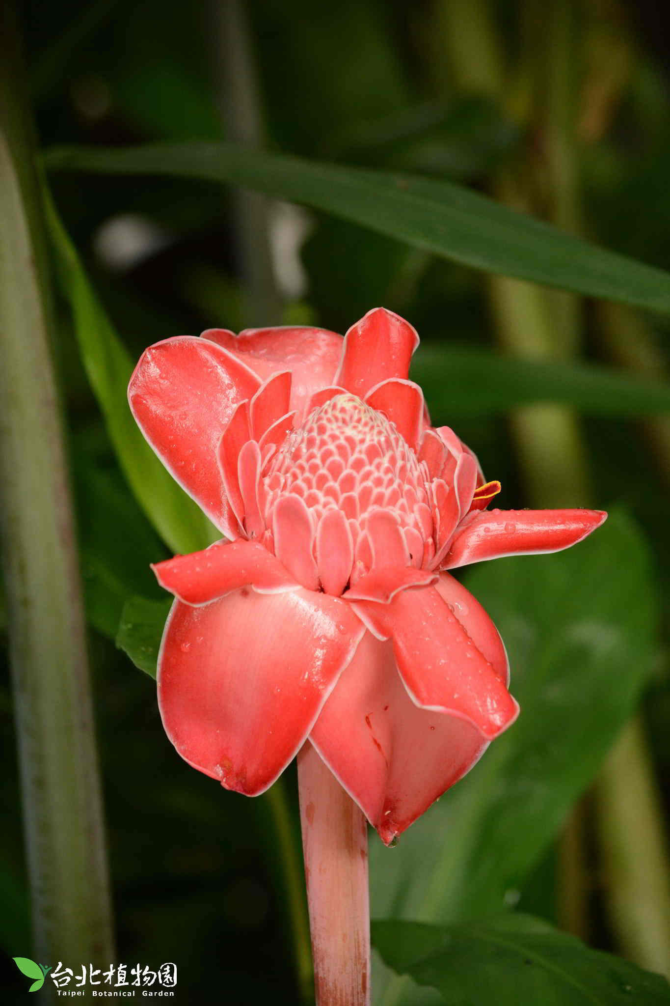 目前開花照片3