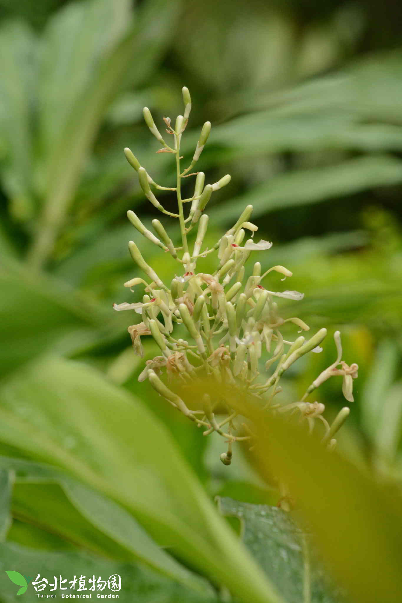 目前開花照片2