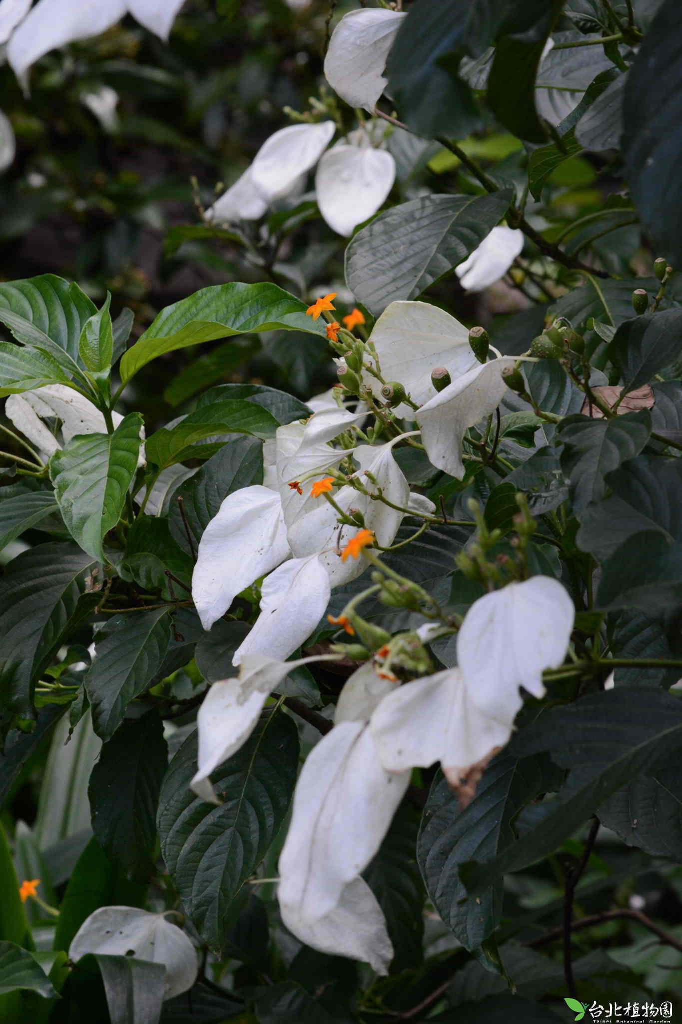 目前開花照片3