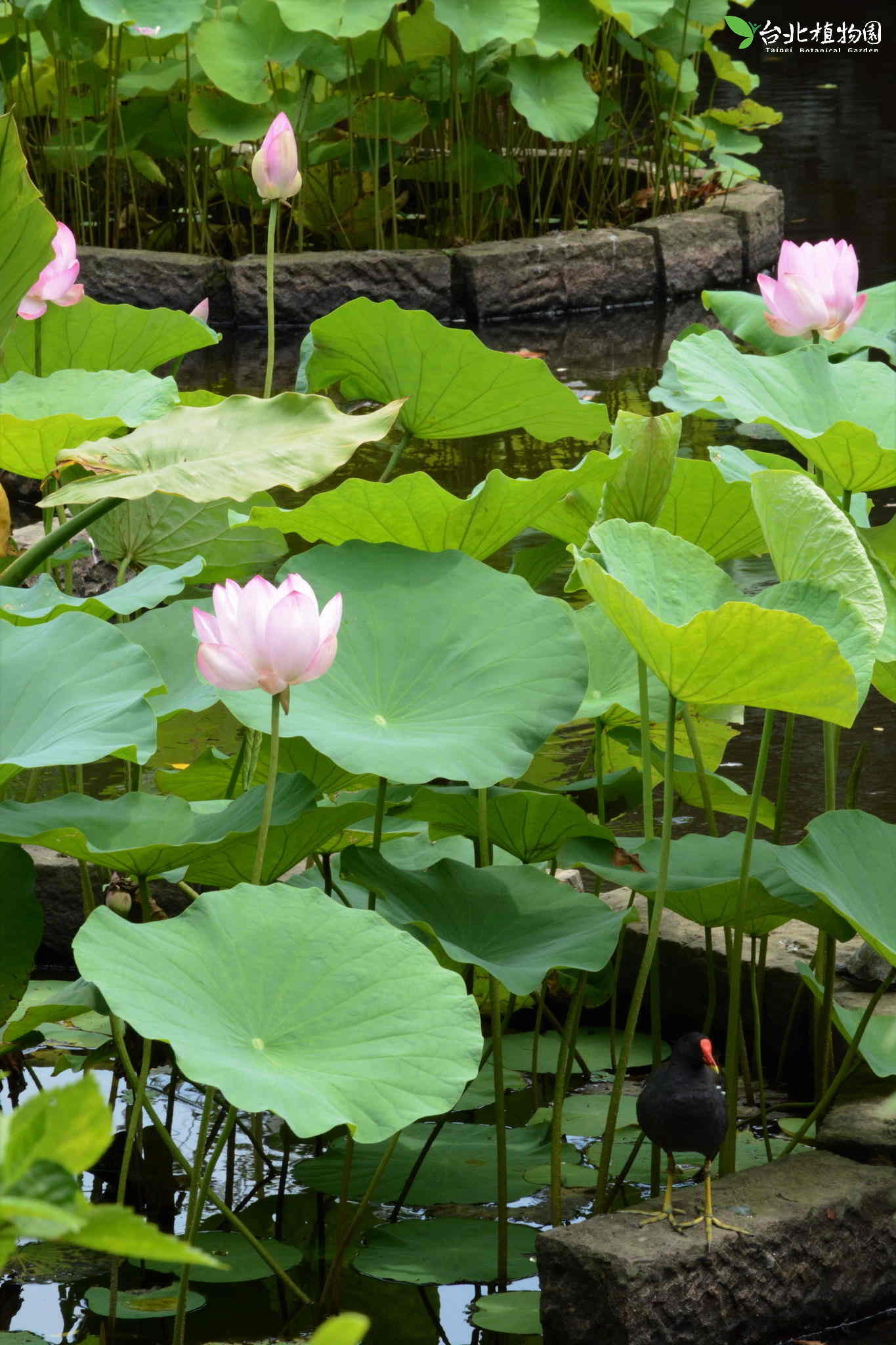 目前開花照片9