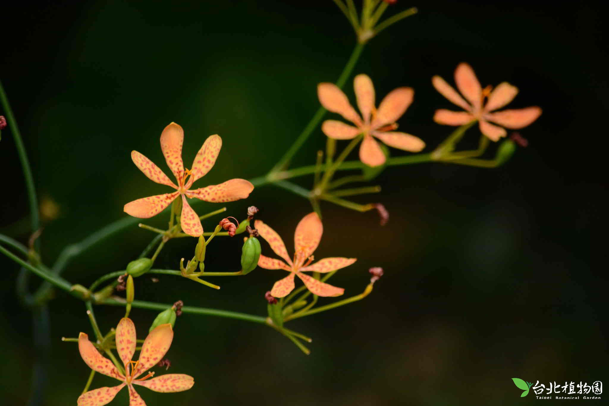 目前開花照片5