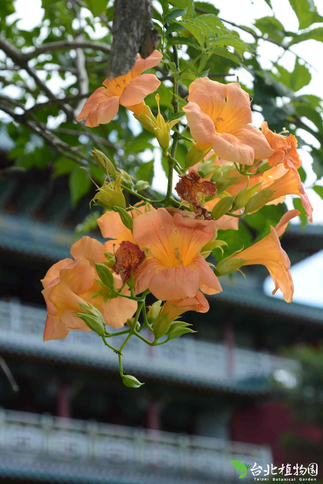 目前開花照片3