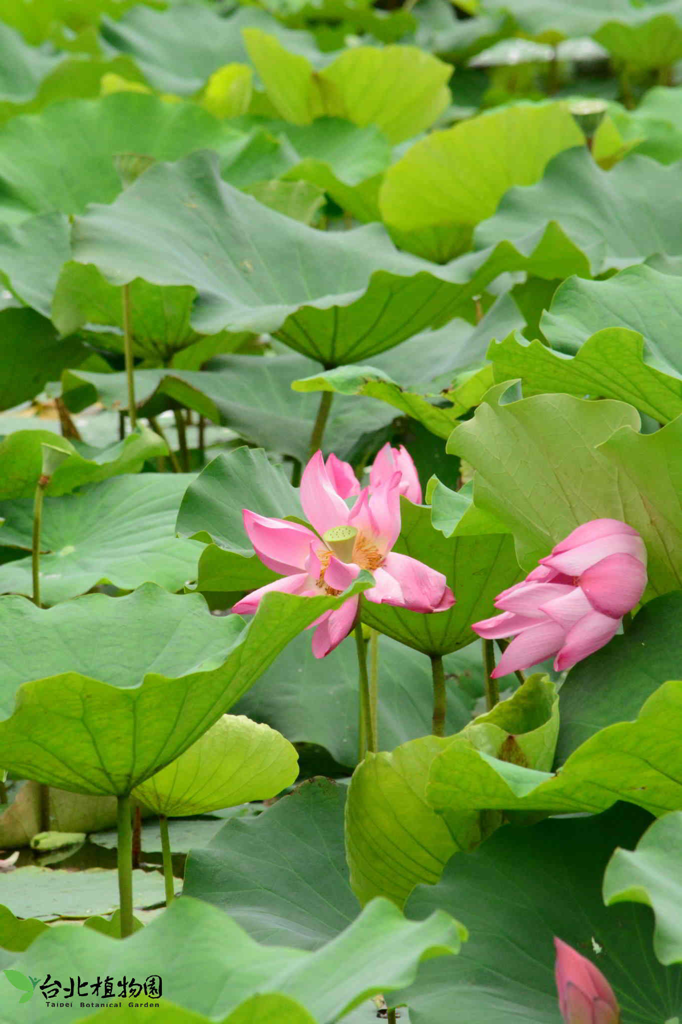 目前開花照片7