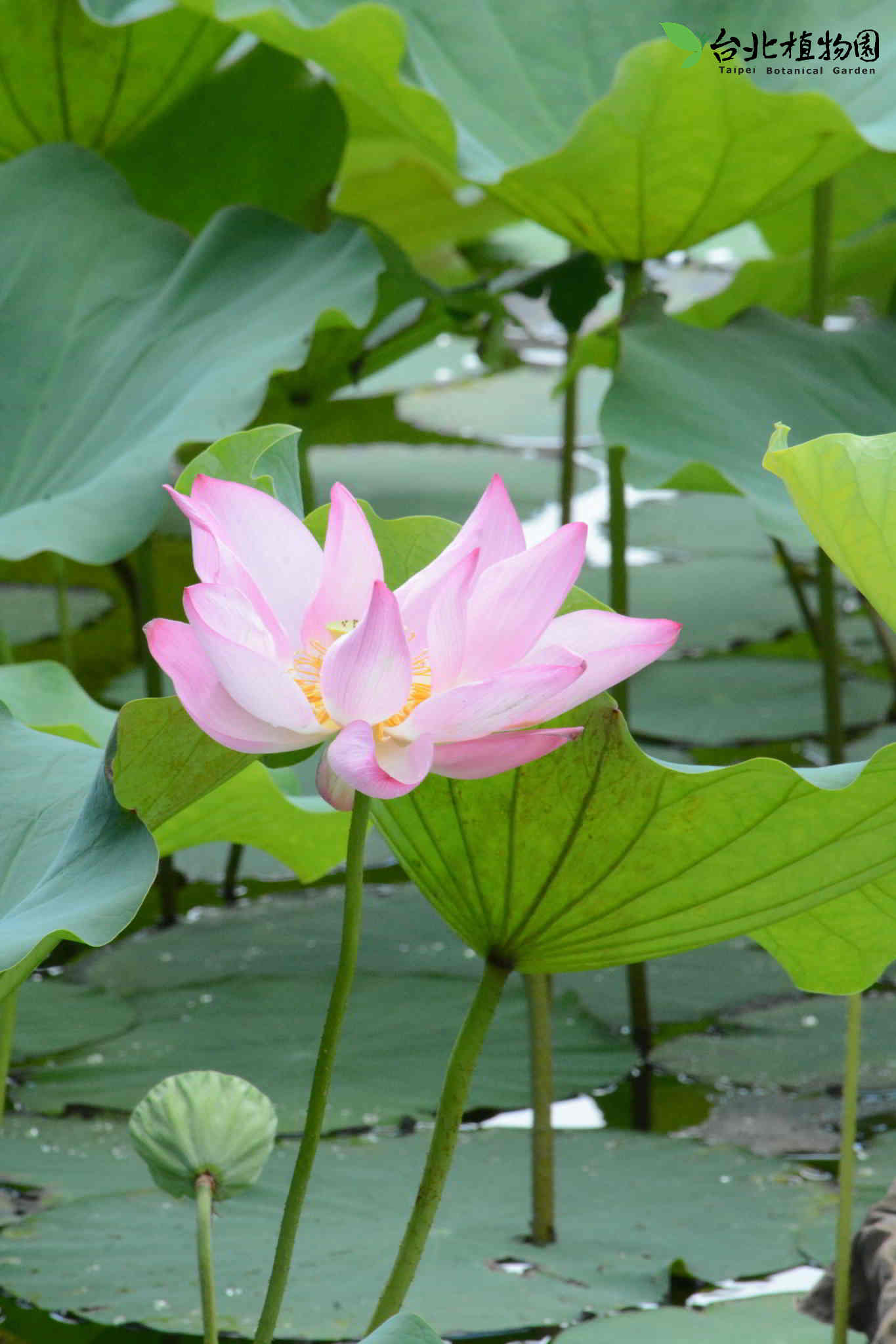 目前開花照片6