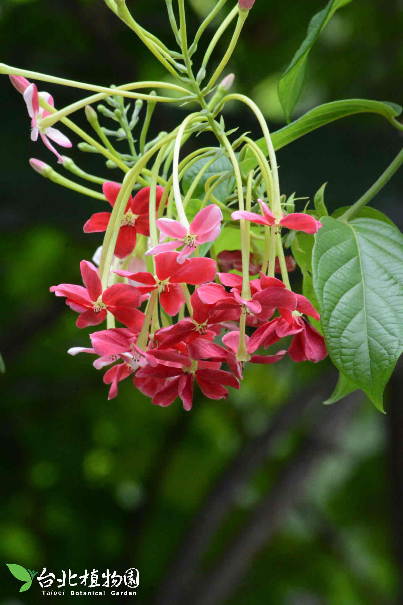 目前開花照片6