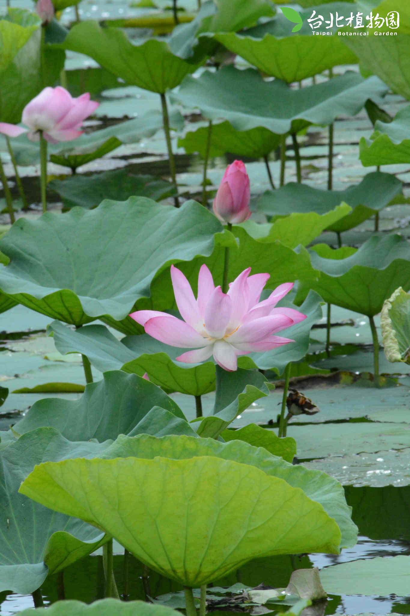目前開花照片5