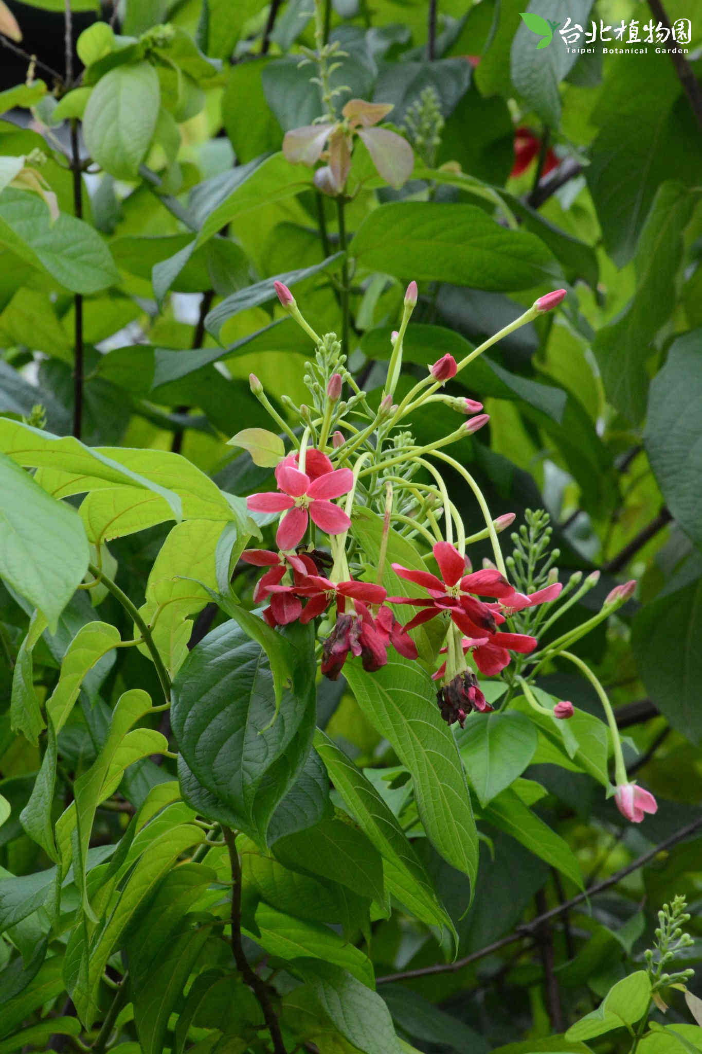 目前開花照片5