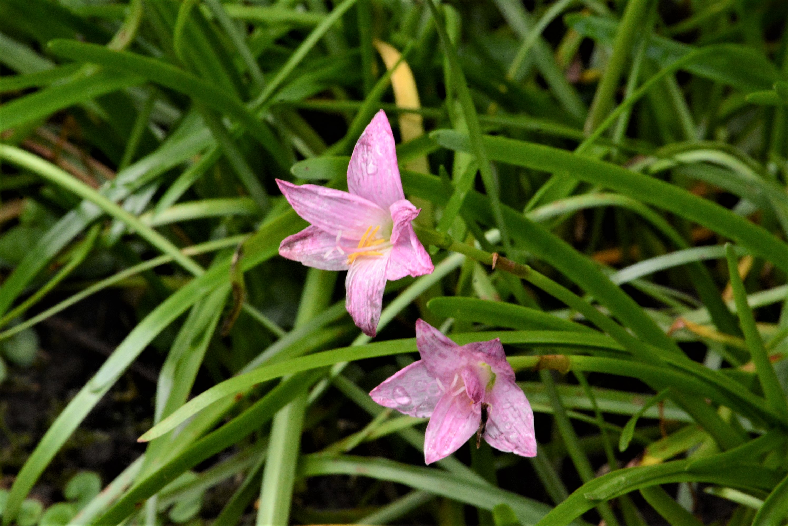 目前開花照片4
