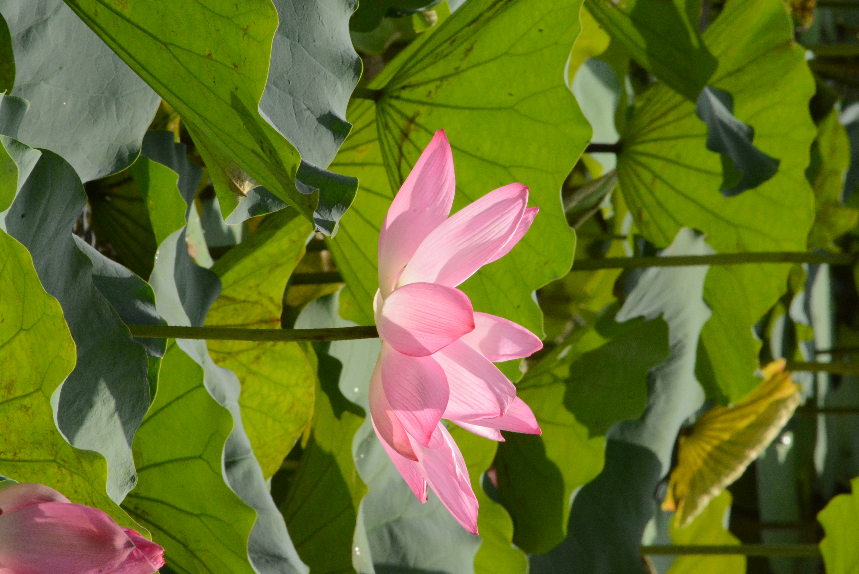 目前開花照片4
