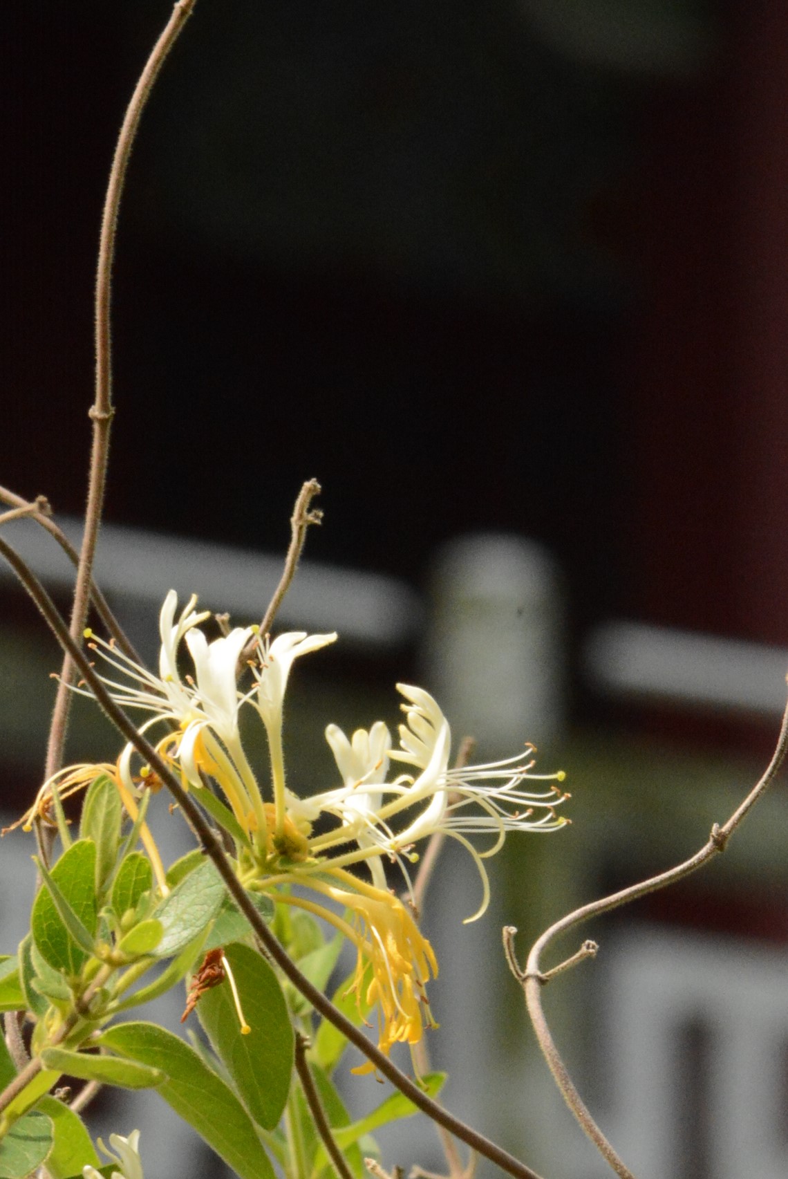 目前開花照片1