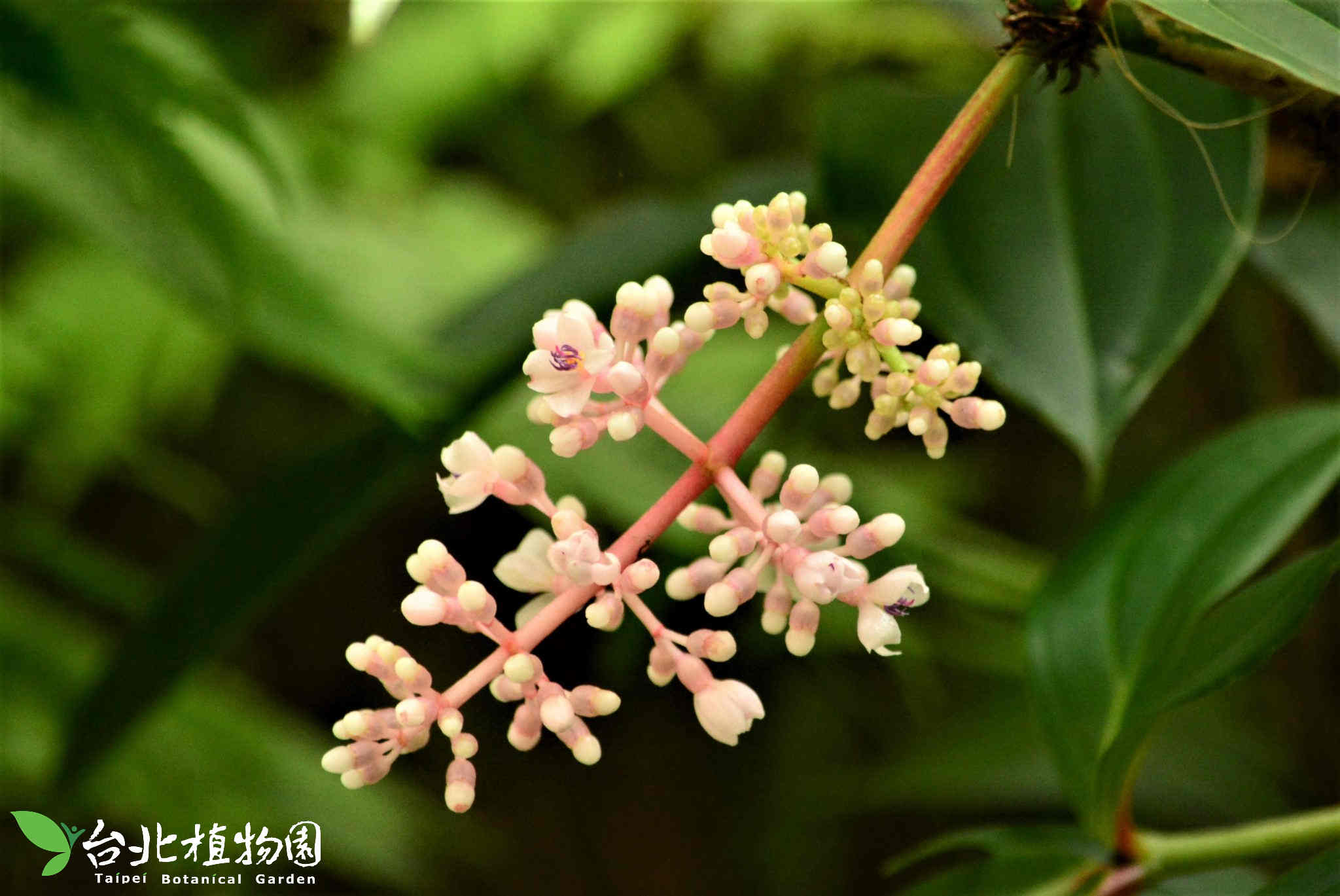 目前開花照片3