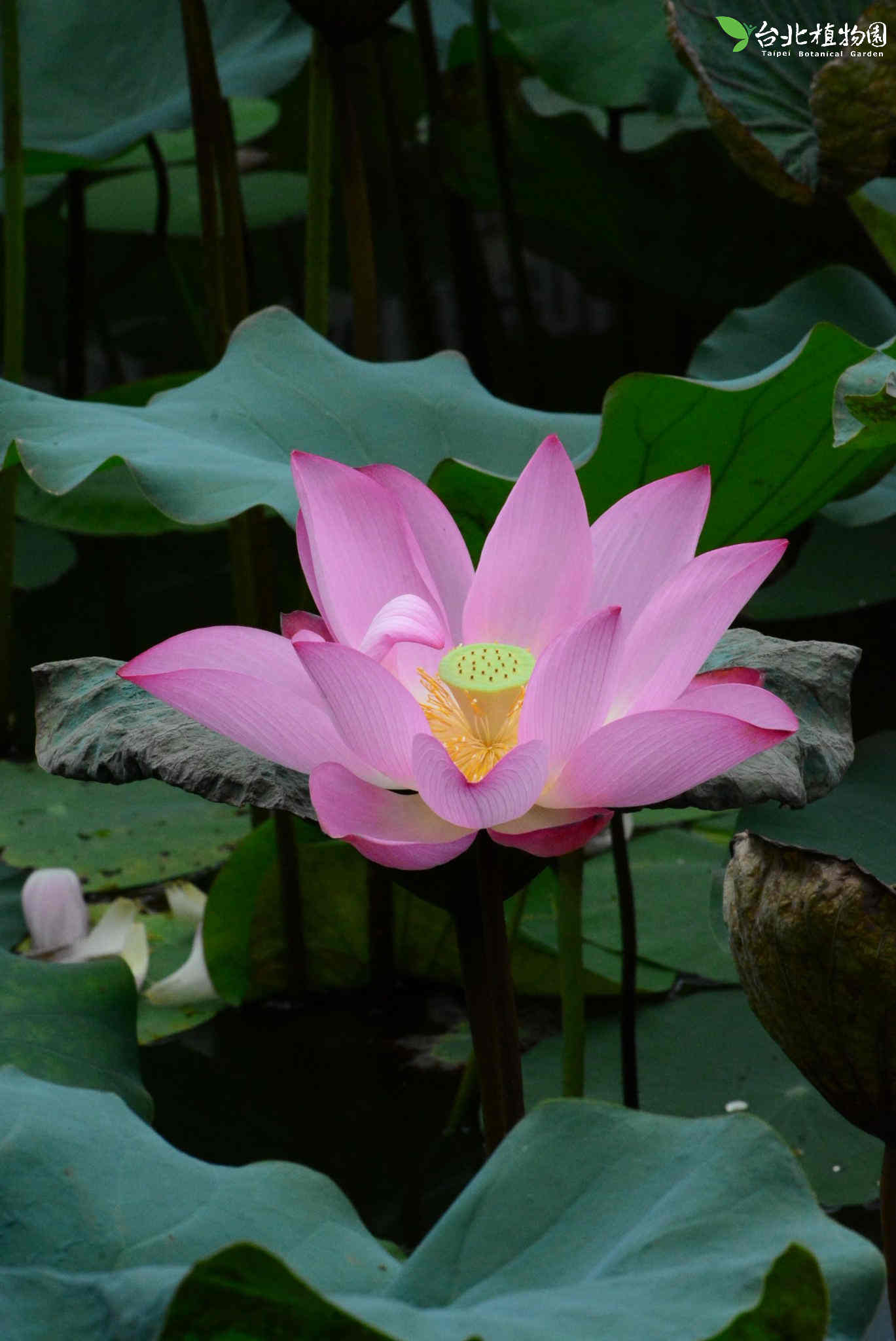 目前開花照片3