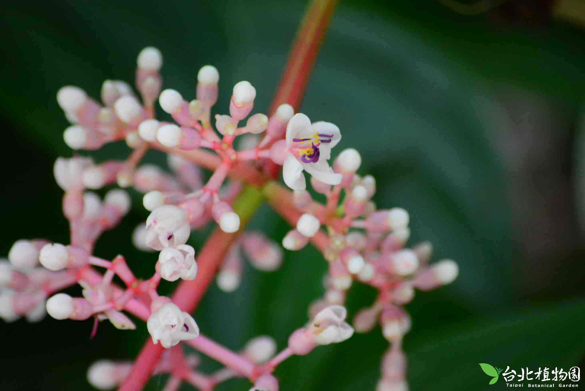 目前開花照片2
