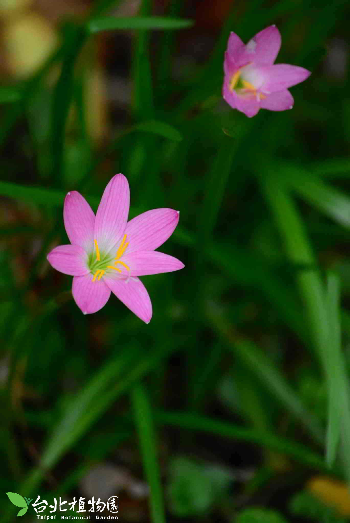 目前開花照片2