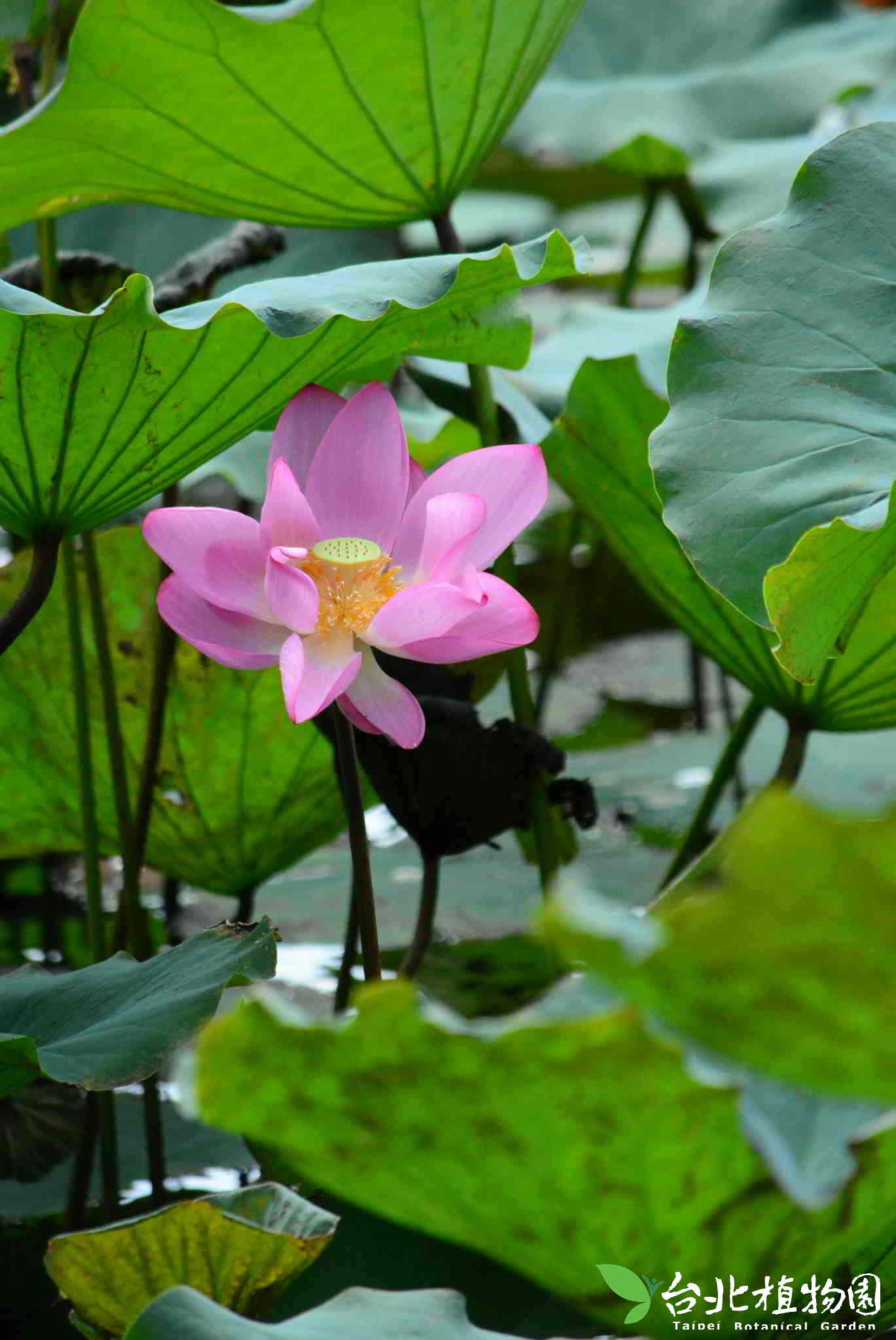 目前開花照片2