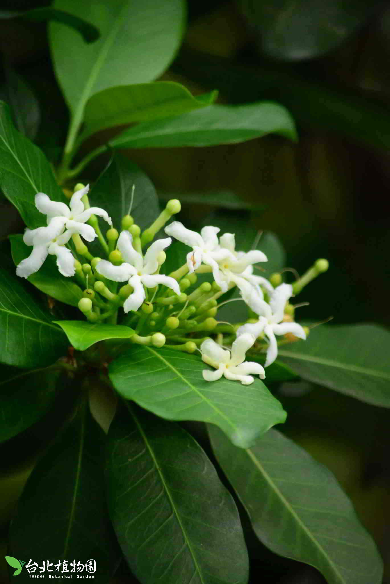 目前開花照片2