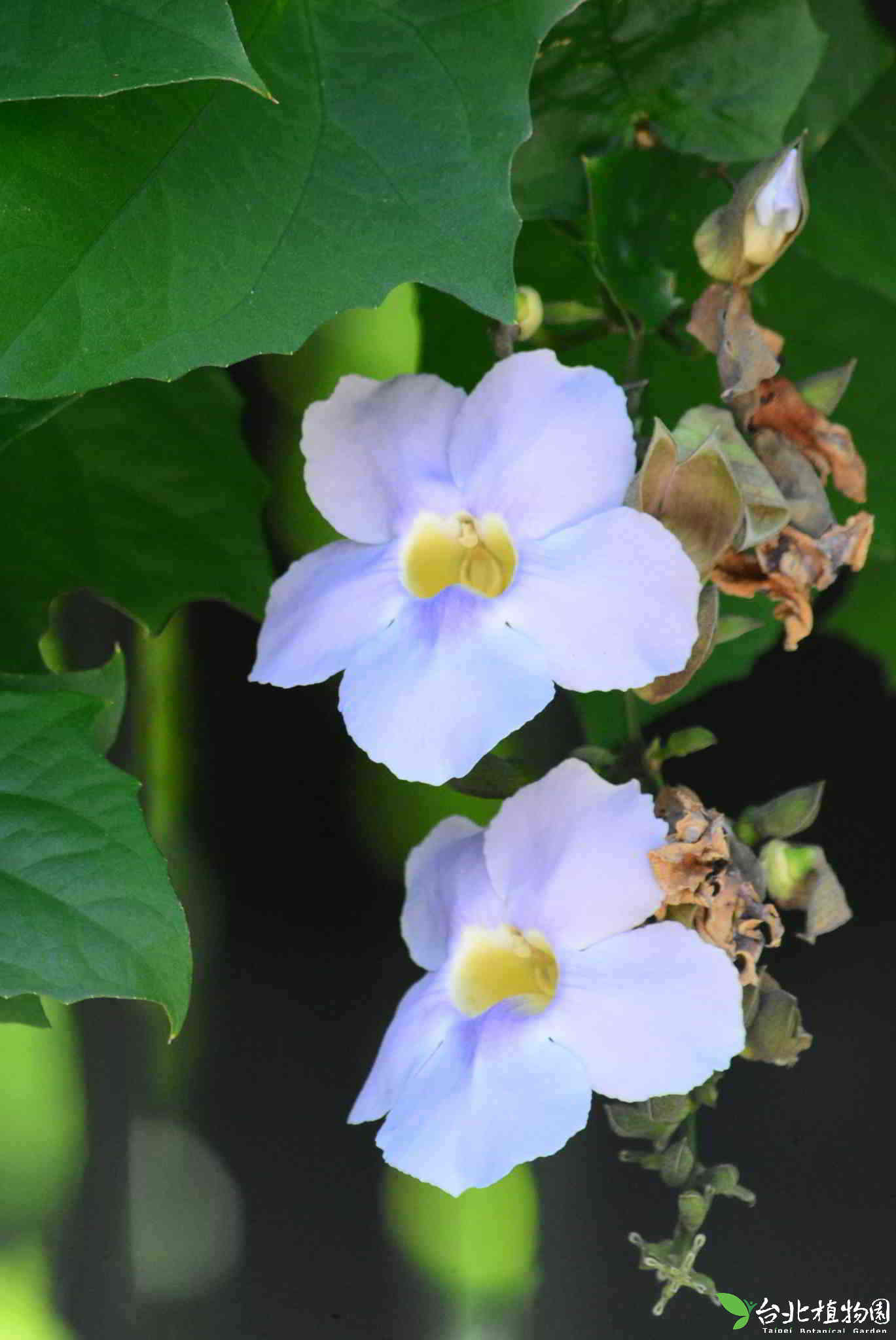 目前開花照片9