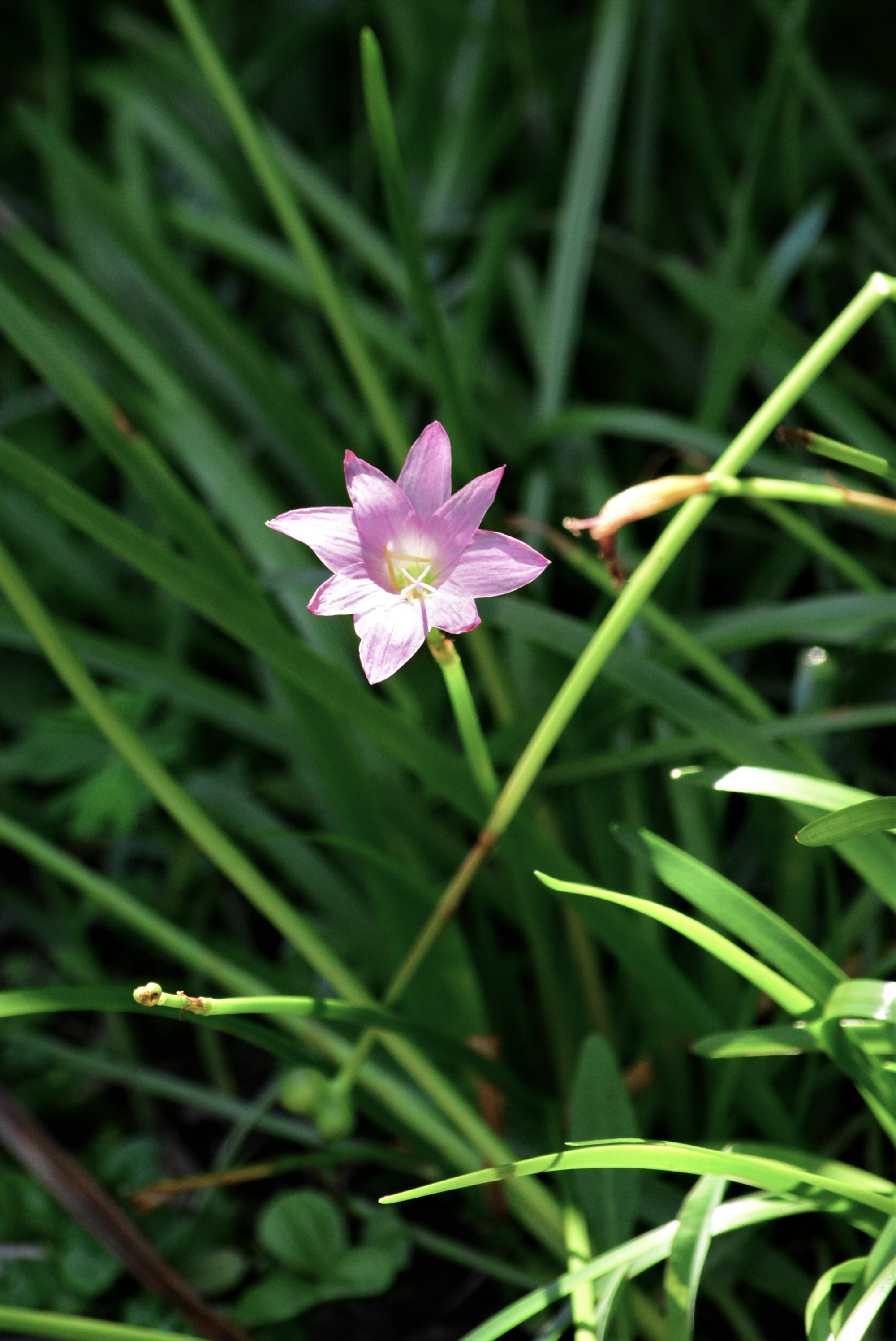 目前開花照片1
