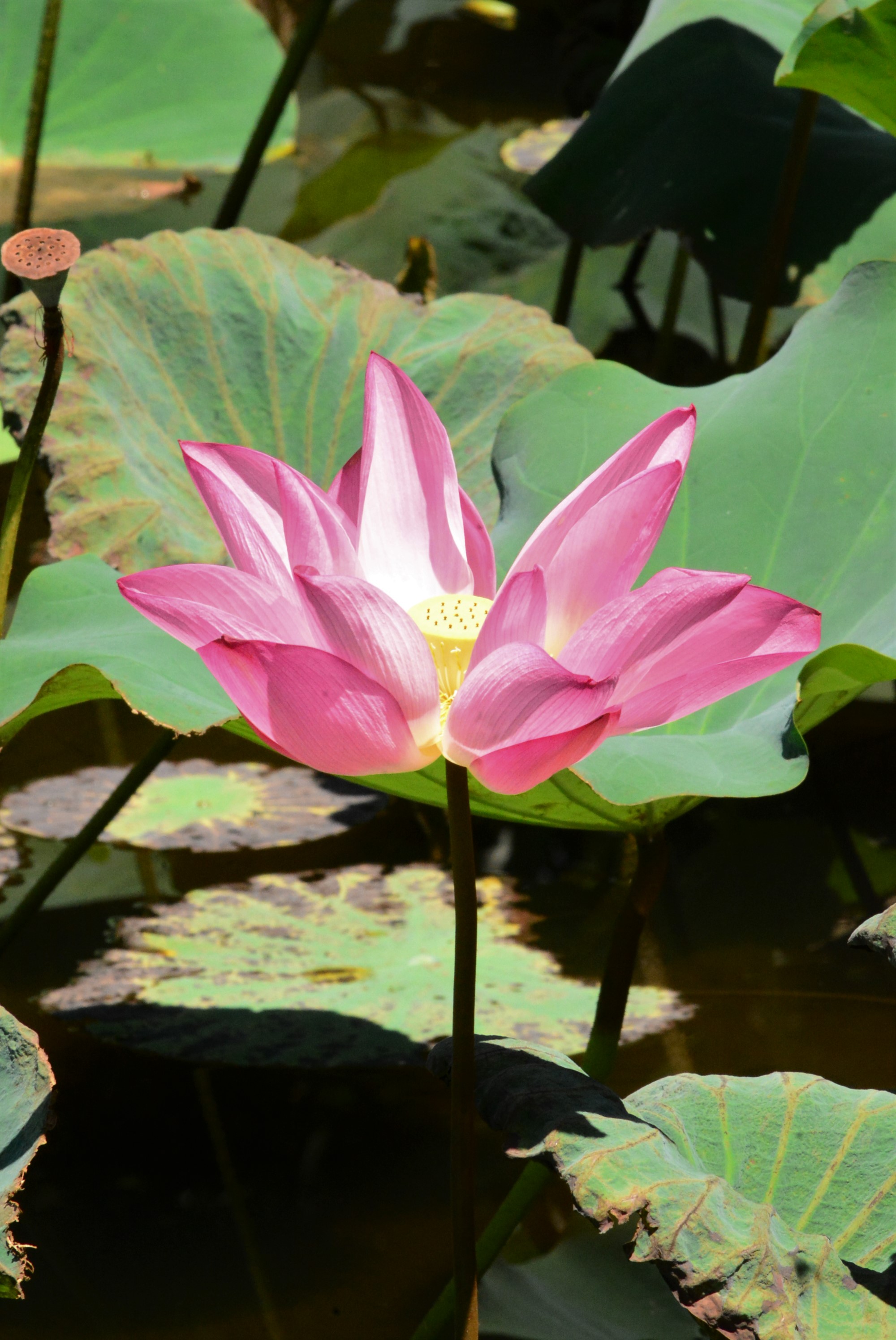 目前開花照片1
