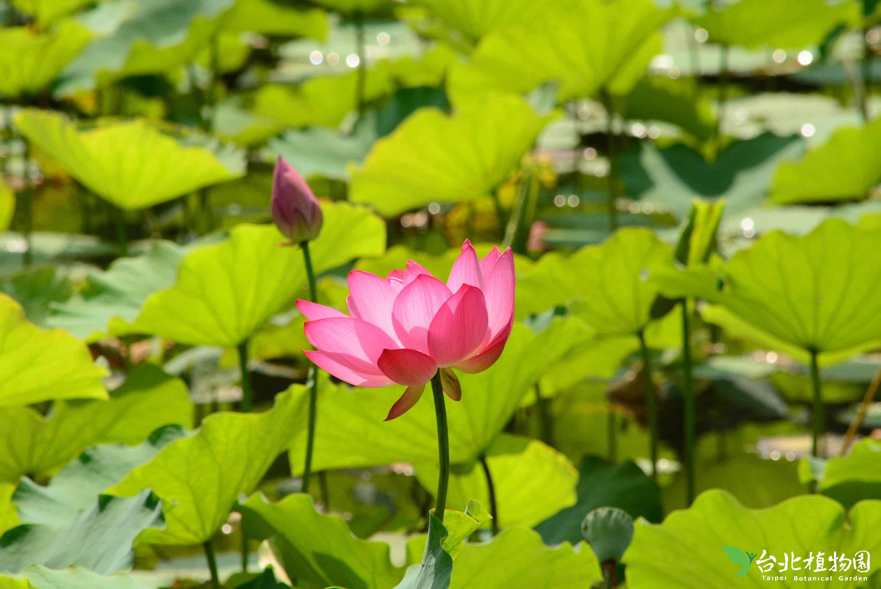 荷花- 花訊- 台北植物園園區導覽網