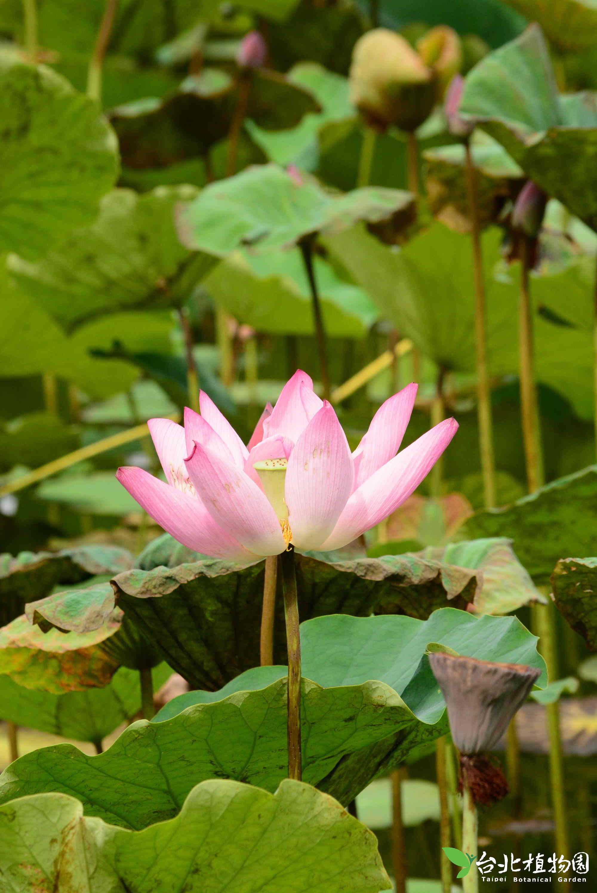 荷花- 花訊- 台北植物園園區導覽網