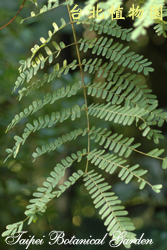 盾柱木，葉子的圖片