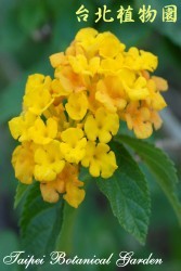 黃馬櫻丹，花朵的圖片