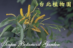 耳莢相思樹，花朵與葉的圖片