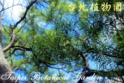 相思樹，樹的圖片