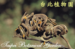 耳莢相思樹，莢果的圖片