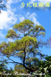 相思樹，樹的圖片