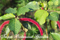 紅穗鐵莧，葉子與花的圖片