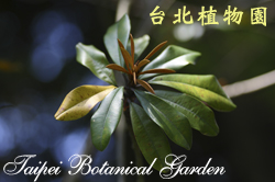 人心果，葉子的圖片。