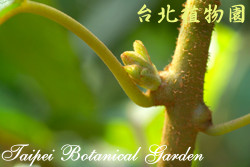 臺灣彌猴桃，花朵與莖的圖片